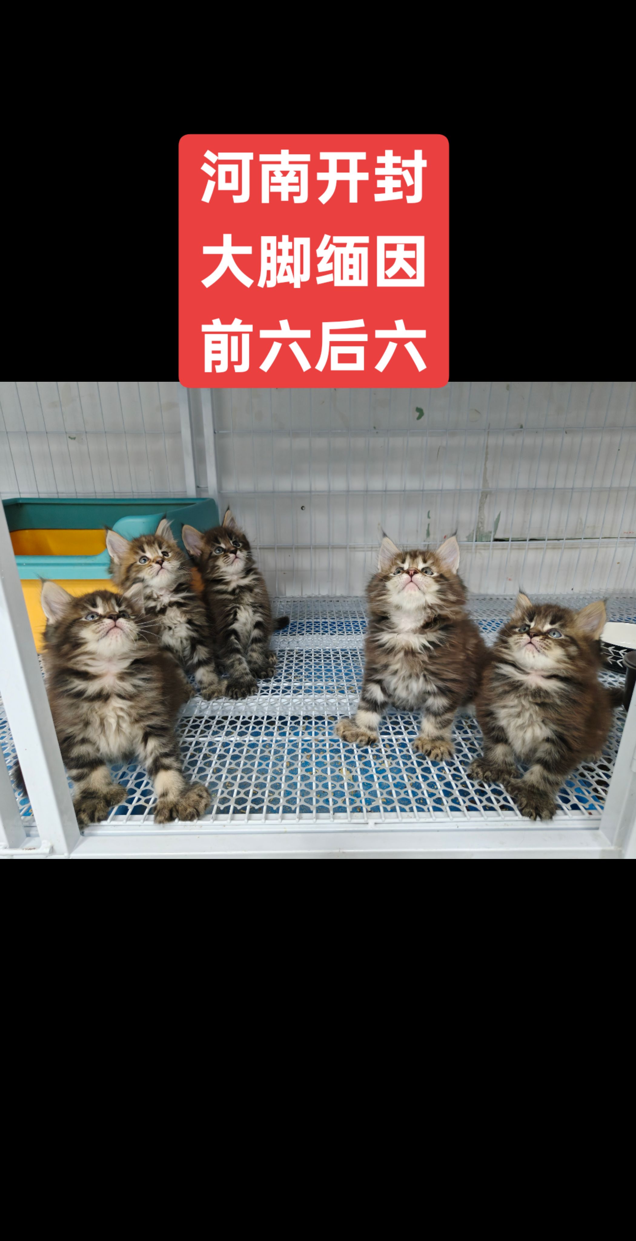 缅因猫弟弟，都是前六后六，大脚宝宝，喜欢的来聊吧
